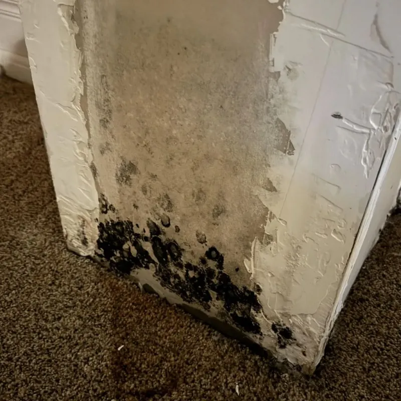 Professional Mold Removal in Luck, WI
